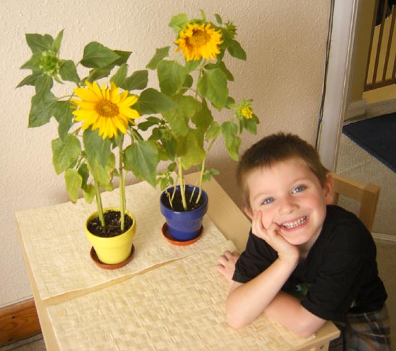 [Tom's very proud of the sunflowers he's planted!]